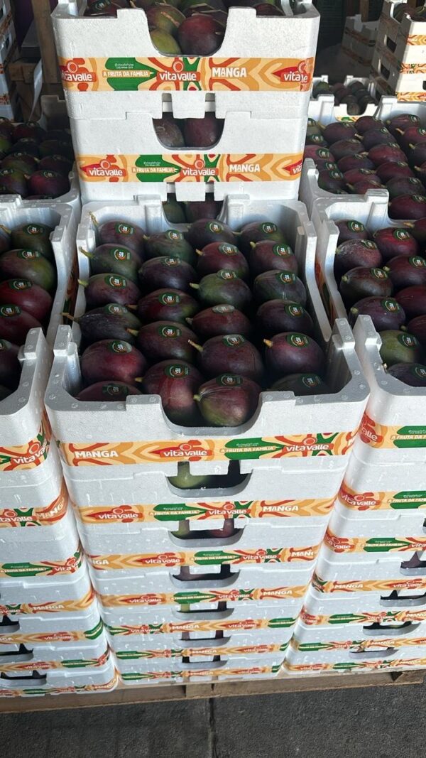 isopor1 Caixas de Isopor EPS