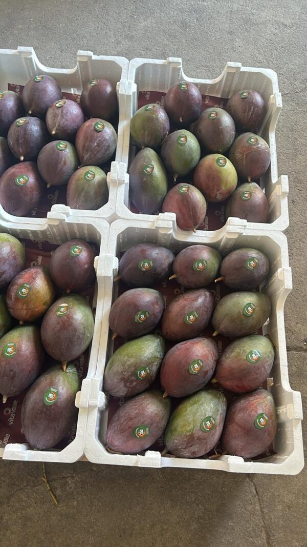 isopor2 Caixas de Isopor EPS